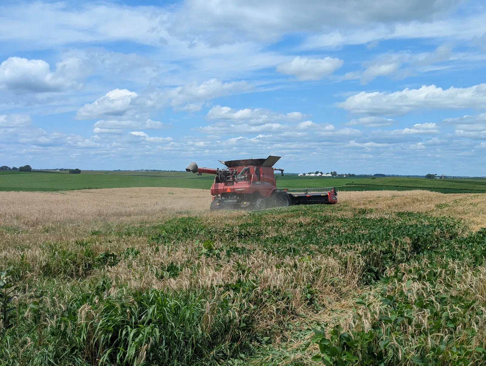 Relay rye harvest 2026