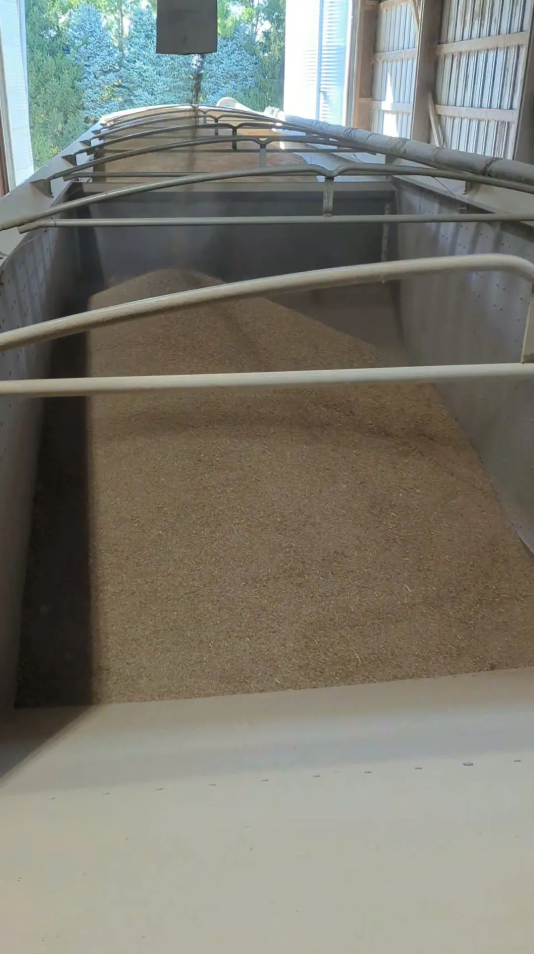 Rye seed cleaning underway