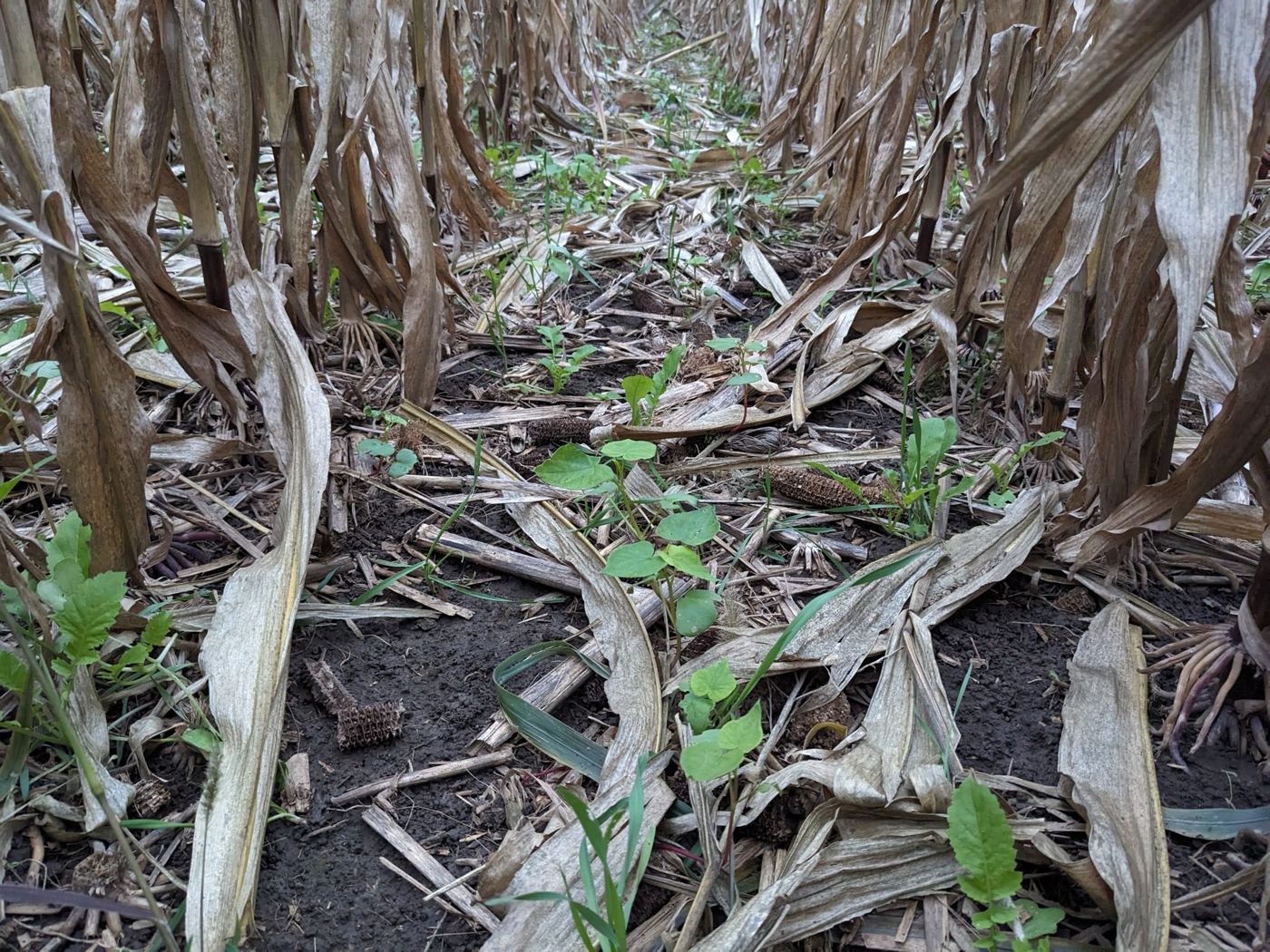 aerial seeded into corn