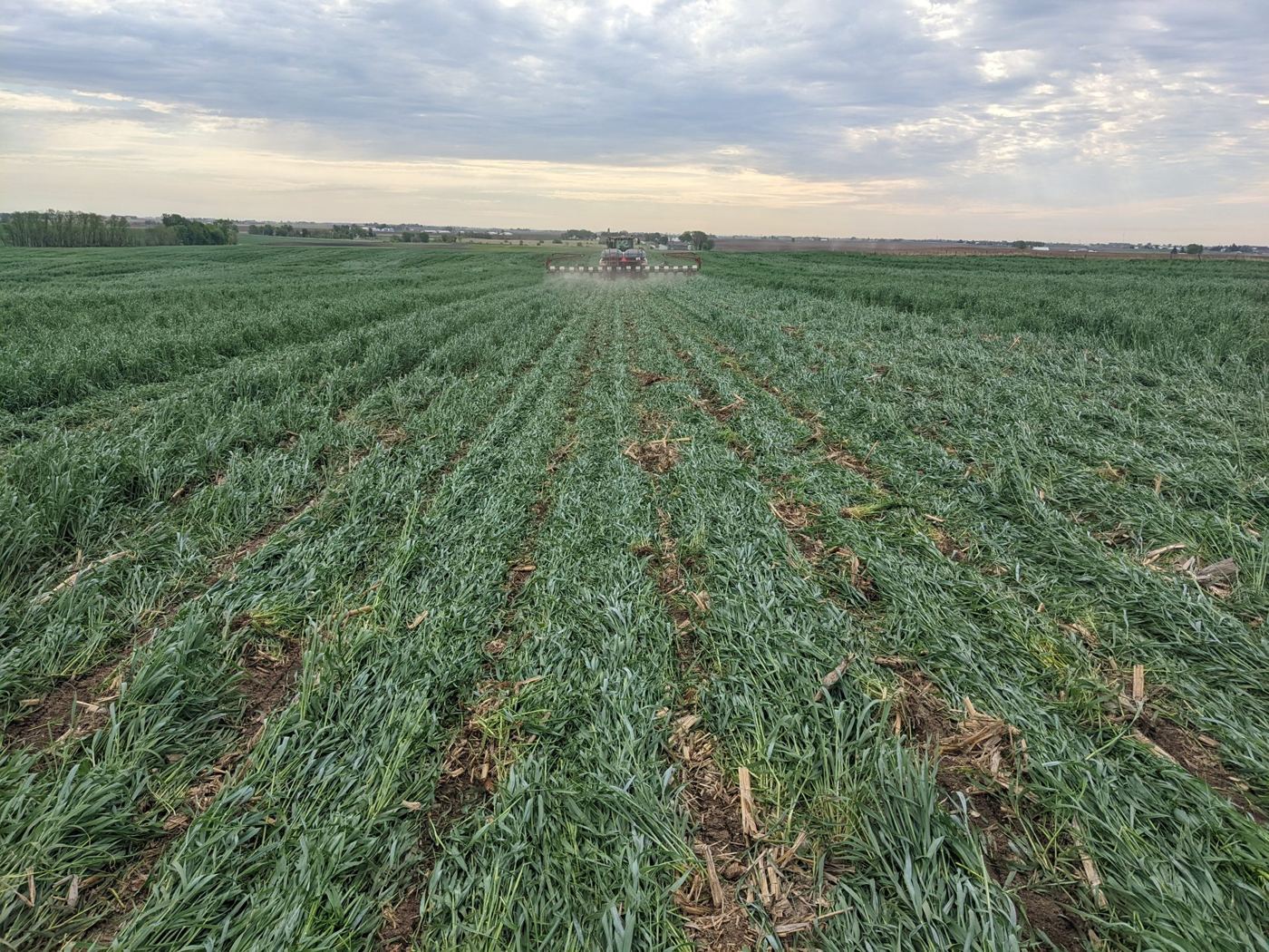 tall rye + planter, mid-May