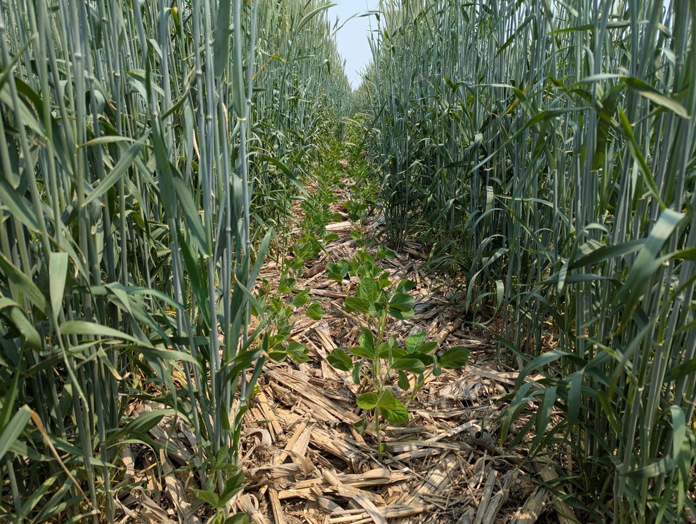soybeans relay-cropped into rye
