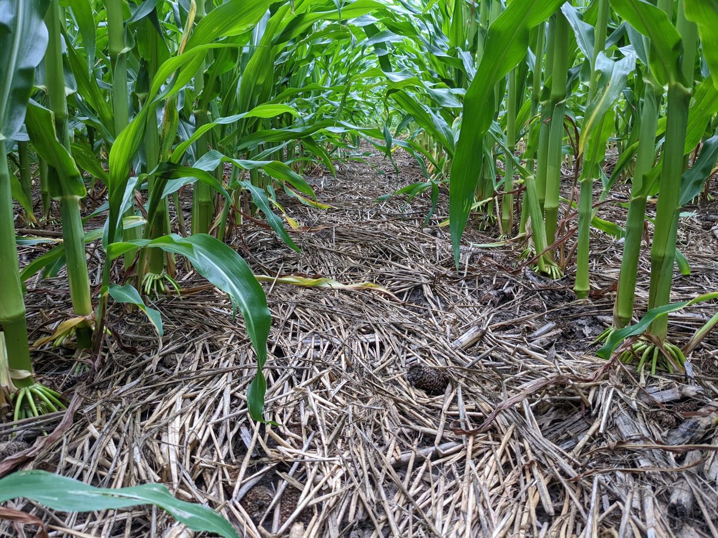 rye residue mat, corn rows