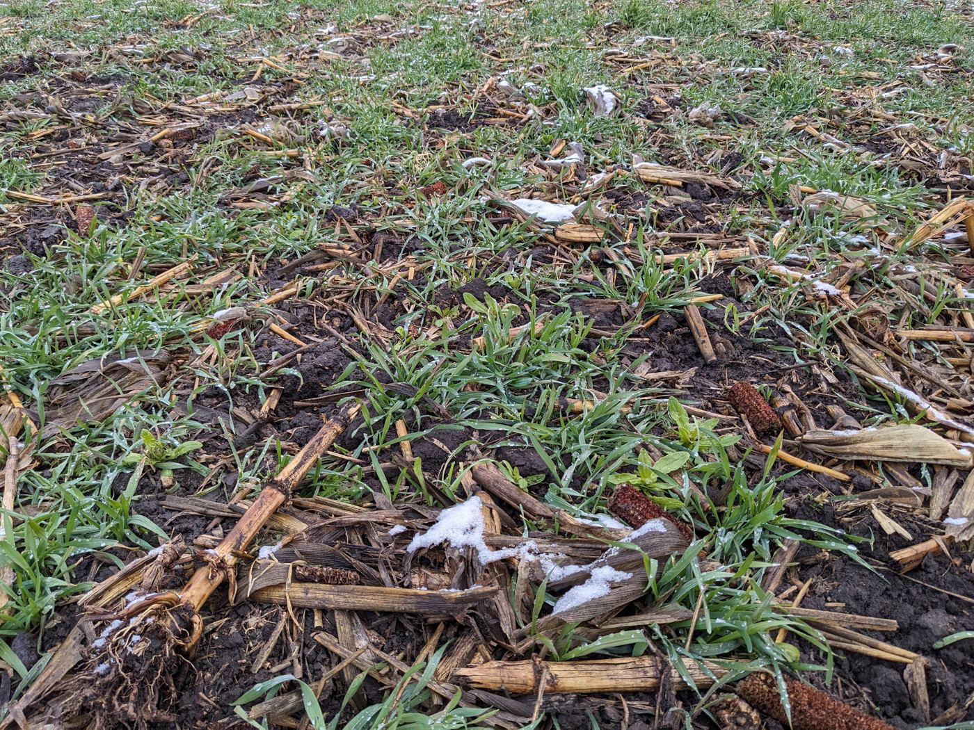 cover crop mix in the snow