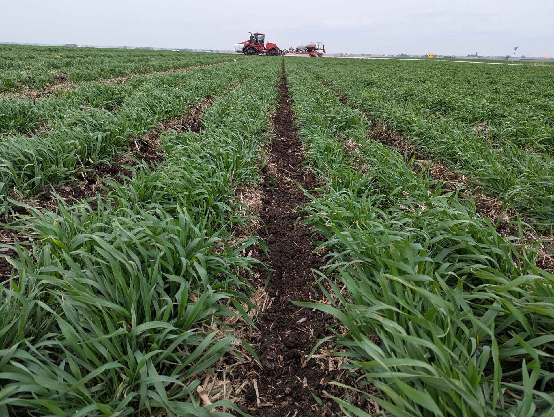 Rye strips after a planter pass, May 2025