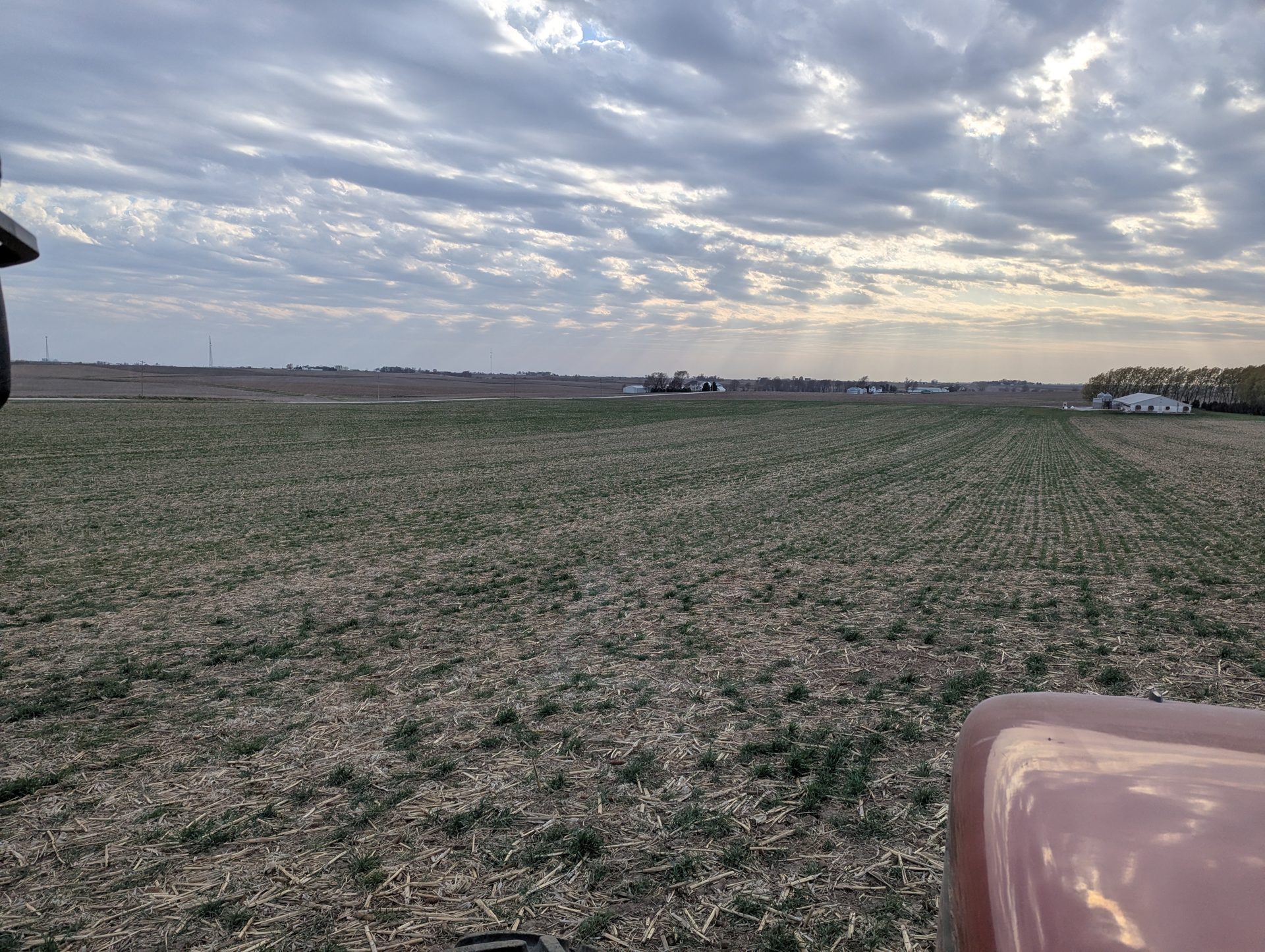 Looking across a rye field toward the Paustian farm